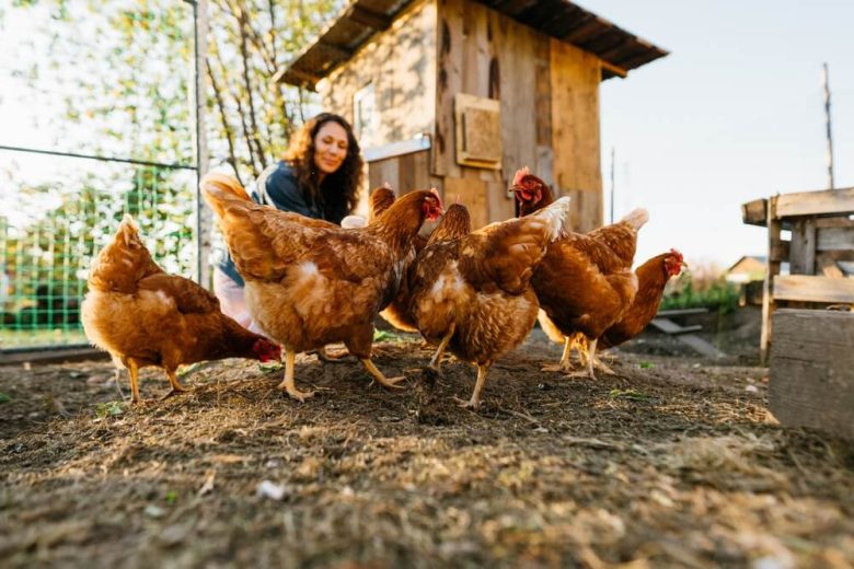 Mujer alimentando gallinas en un gallinero rústico, que cuenta con un seguro para animales de granja en California