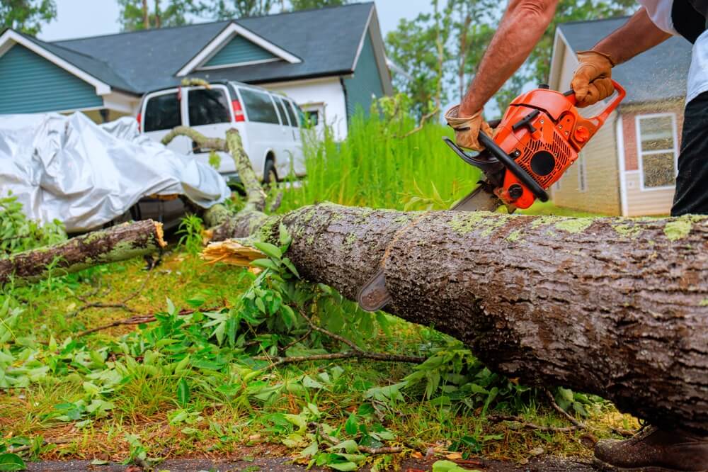 Árbol caído siendo cortado con motosierra frente a una vivienda, mostrando daños materiales causados por las tormentas en California